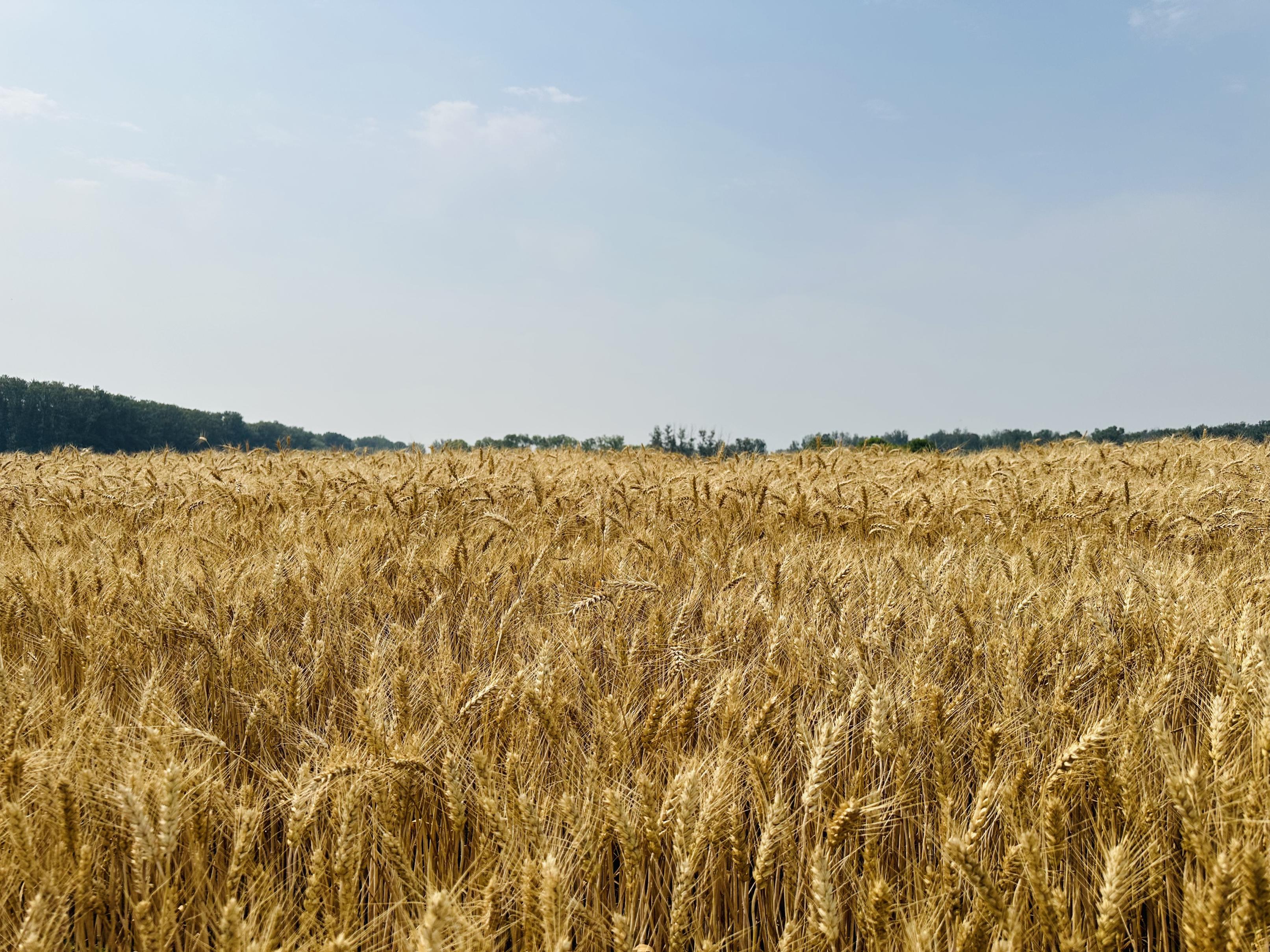 1556149335584385.jpg a77fc4eb0e9a1494a7c2c801c537535.jpg